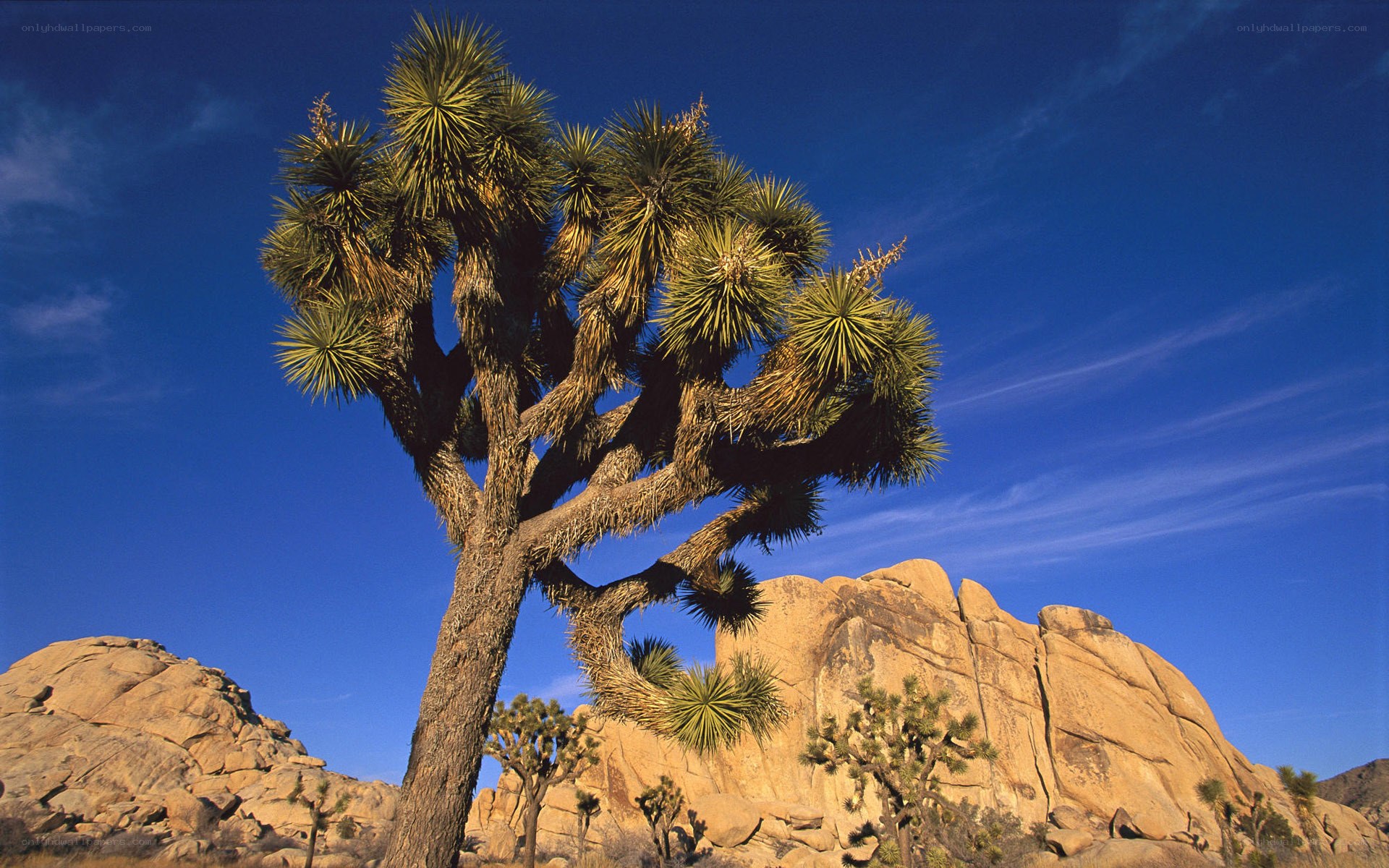Joshua tree in desert landscape
