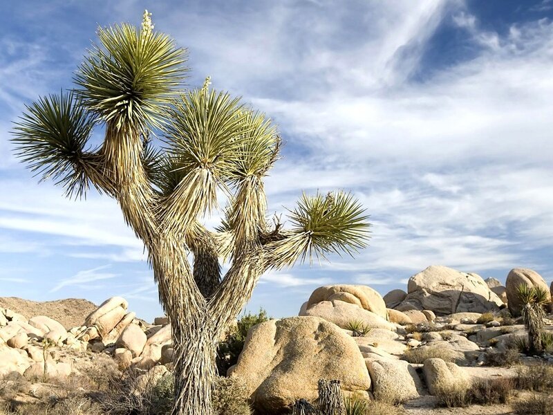 Joshua tree in desert landscape