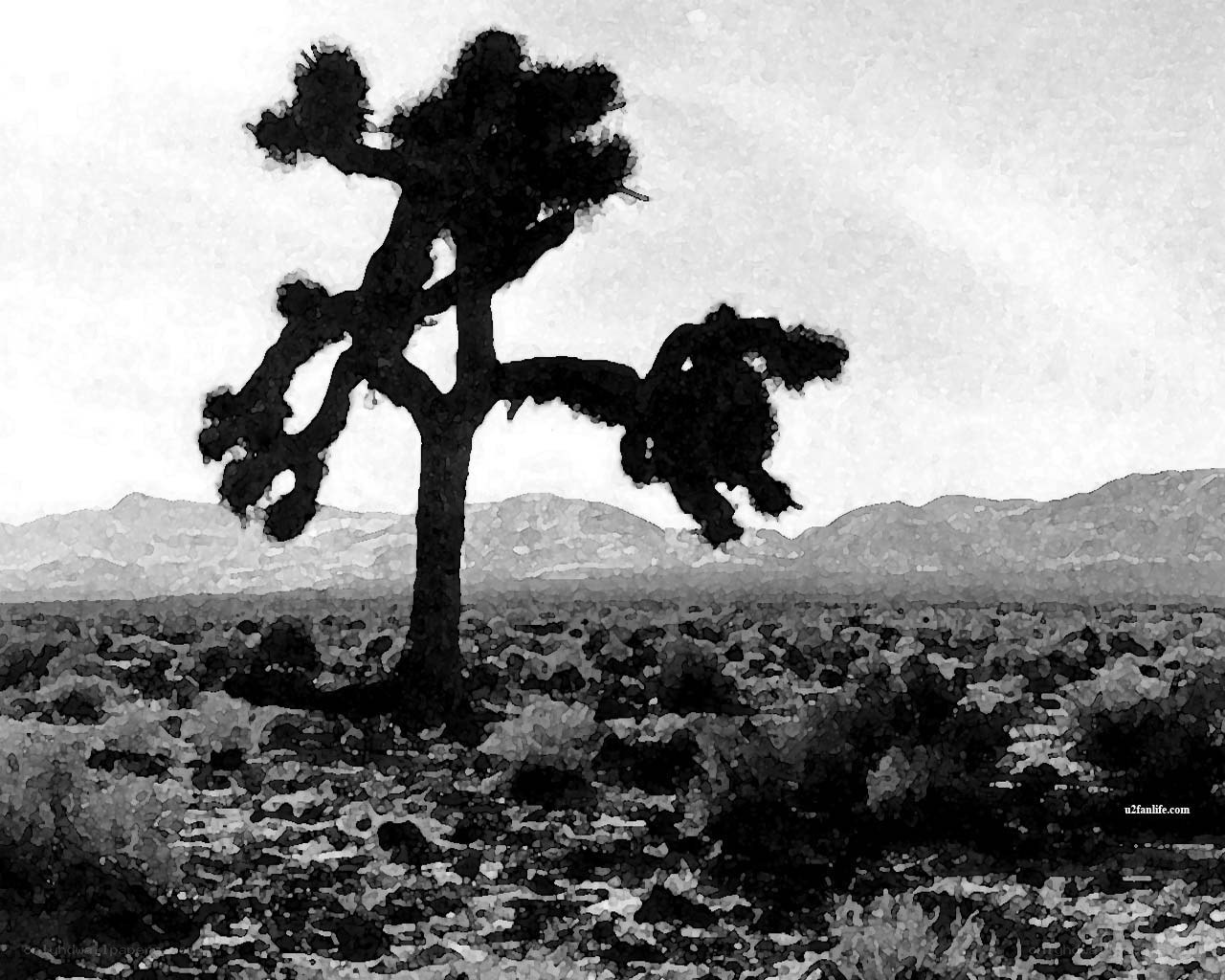 Joshua tree in desert landscape