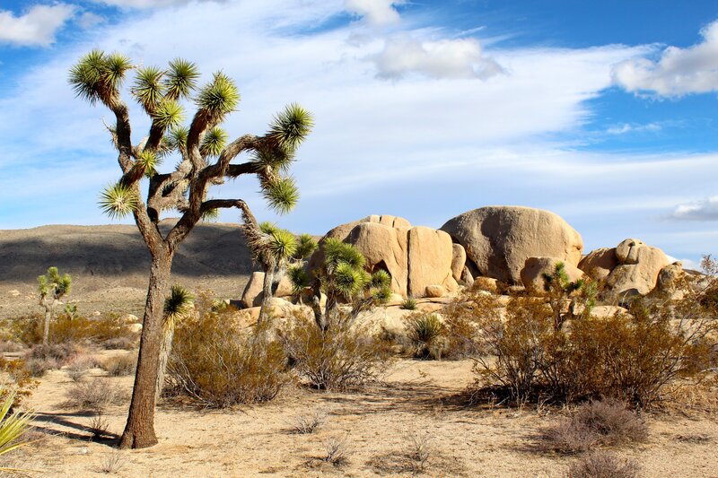 Joshua tree in desert landscape