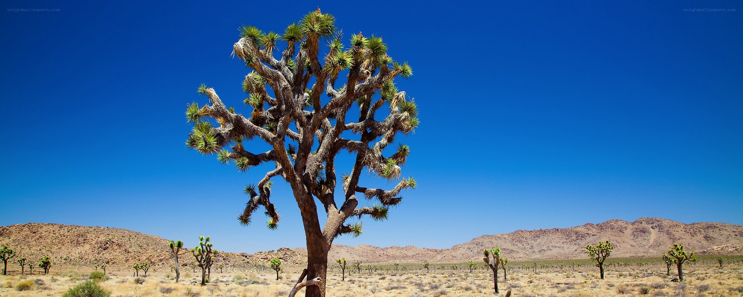 Joshua tree in desert landscape