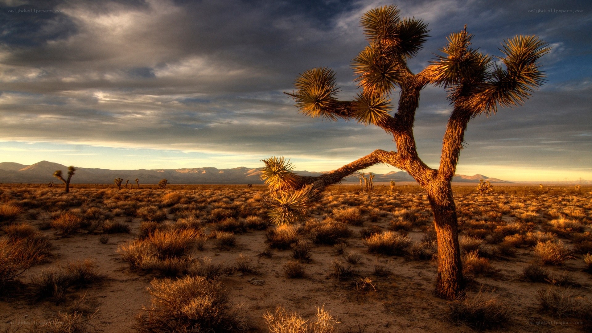Joshua tree in desert landscape
