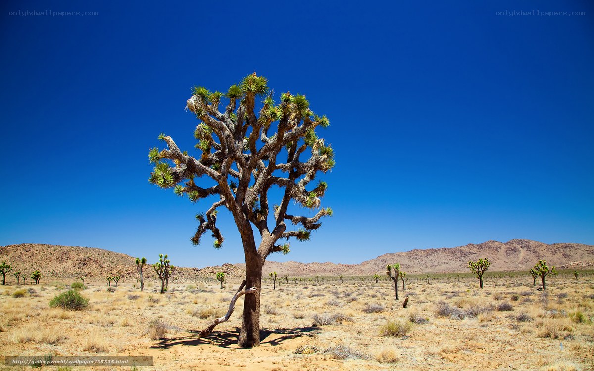 Joshua tree in desert landscape