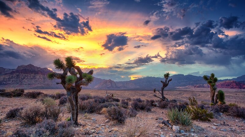 Joshua Tree in Desert — Orange, Dramatic