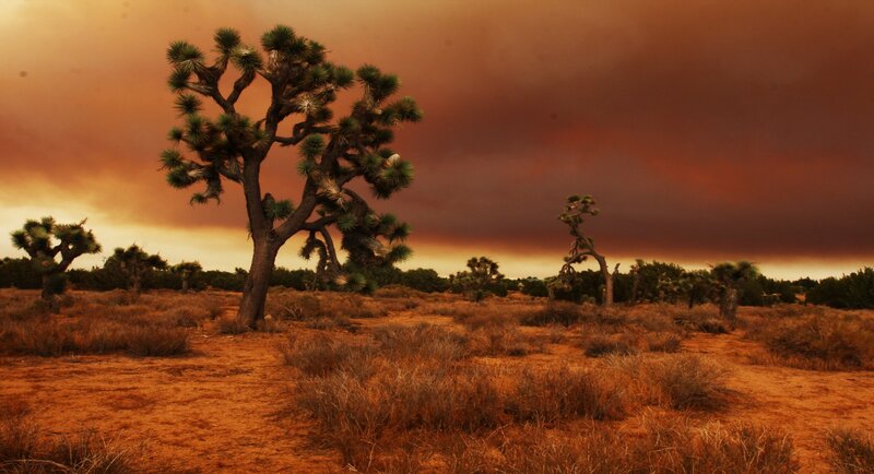 Joshua Tree in Desert — Orange