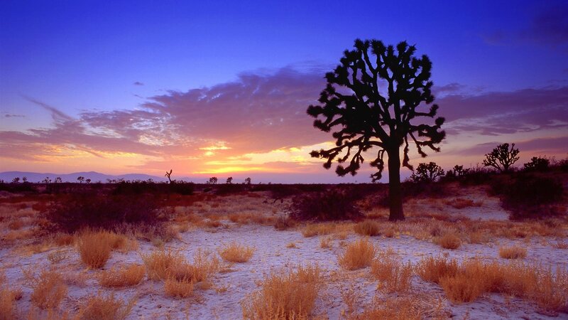 Joshua Tree in Desert — Purple, Serene, Sunset
