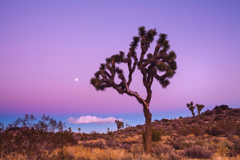 Joshua Tree in Desert — Purple, Serene