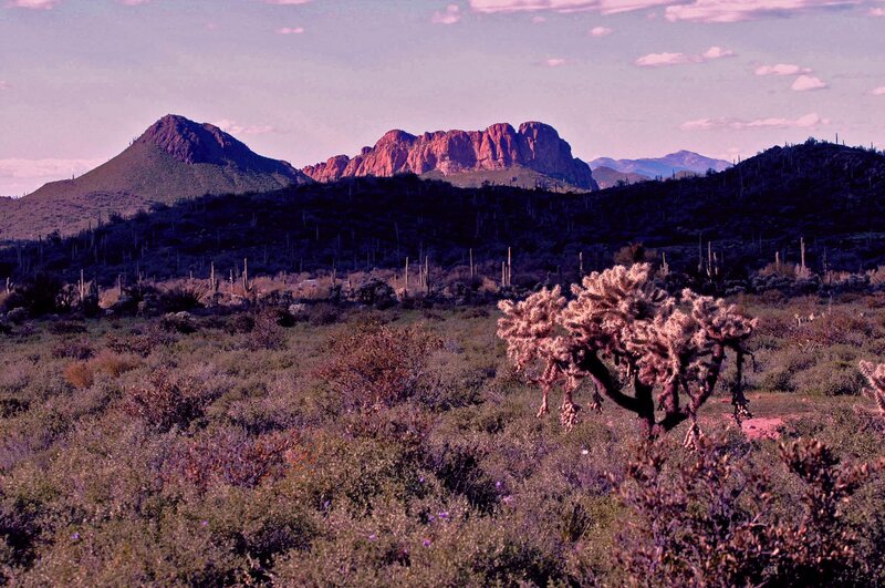 Joshua Tree in Desert — Purple