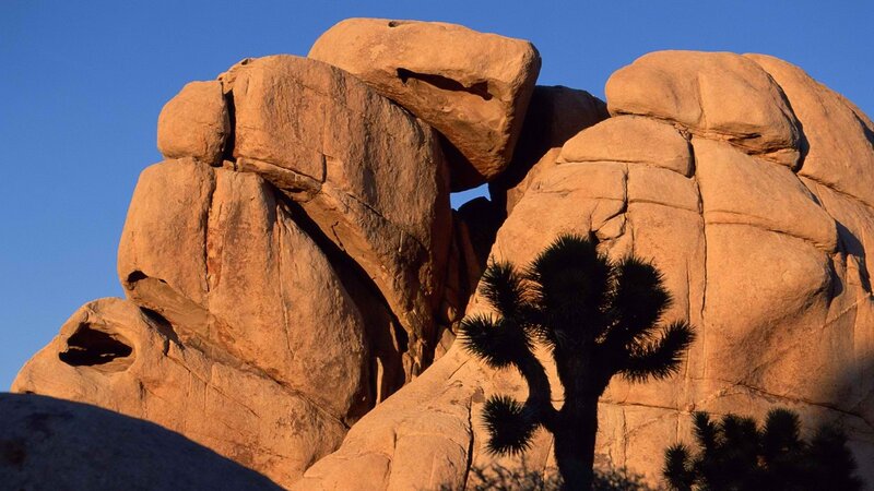 Joshua tree in desert rock formation