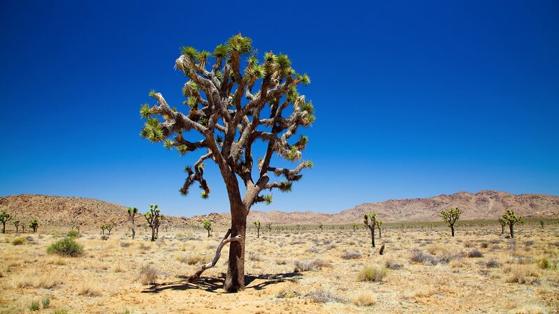 Joshua Tree in Desert — Sky