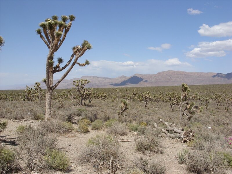 Joshua Tree in Desert