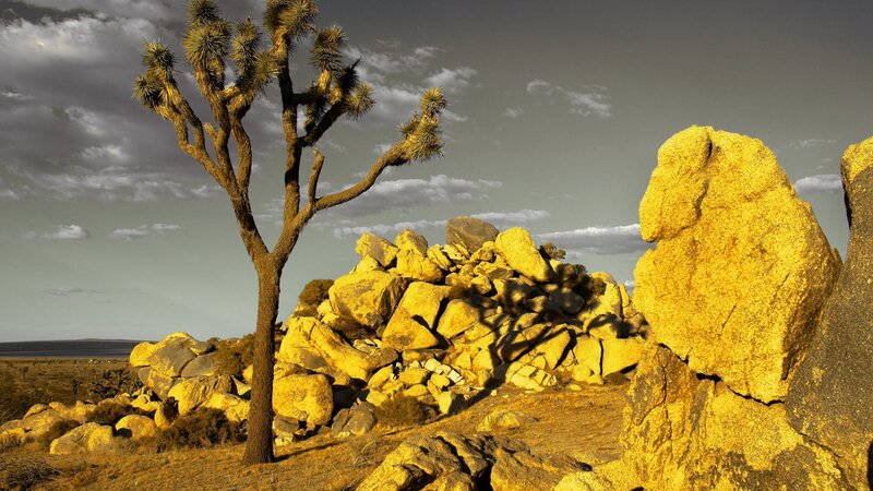 Joshua Tree in Desert — Yellow, Dramatic
