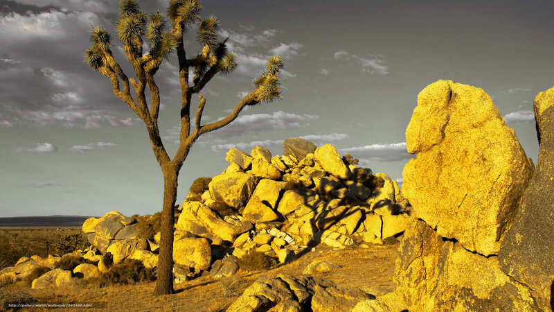 Joshua Tree in Desert — Yellow