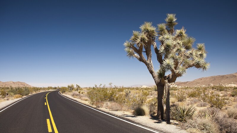 Joshua Tree on Desert Road — Blue, Serene