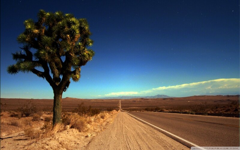 Joshua Tree on Desert Road — Blue