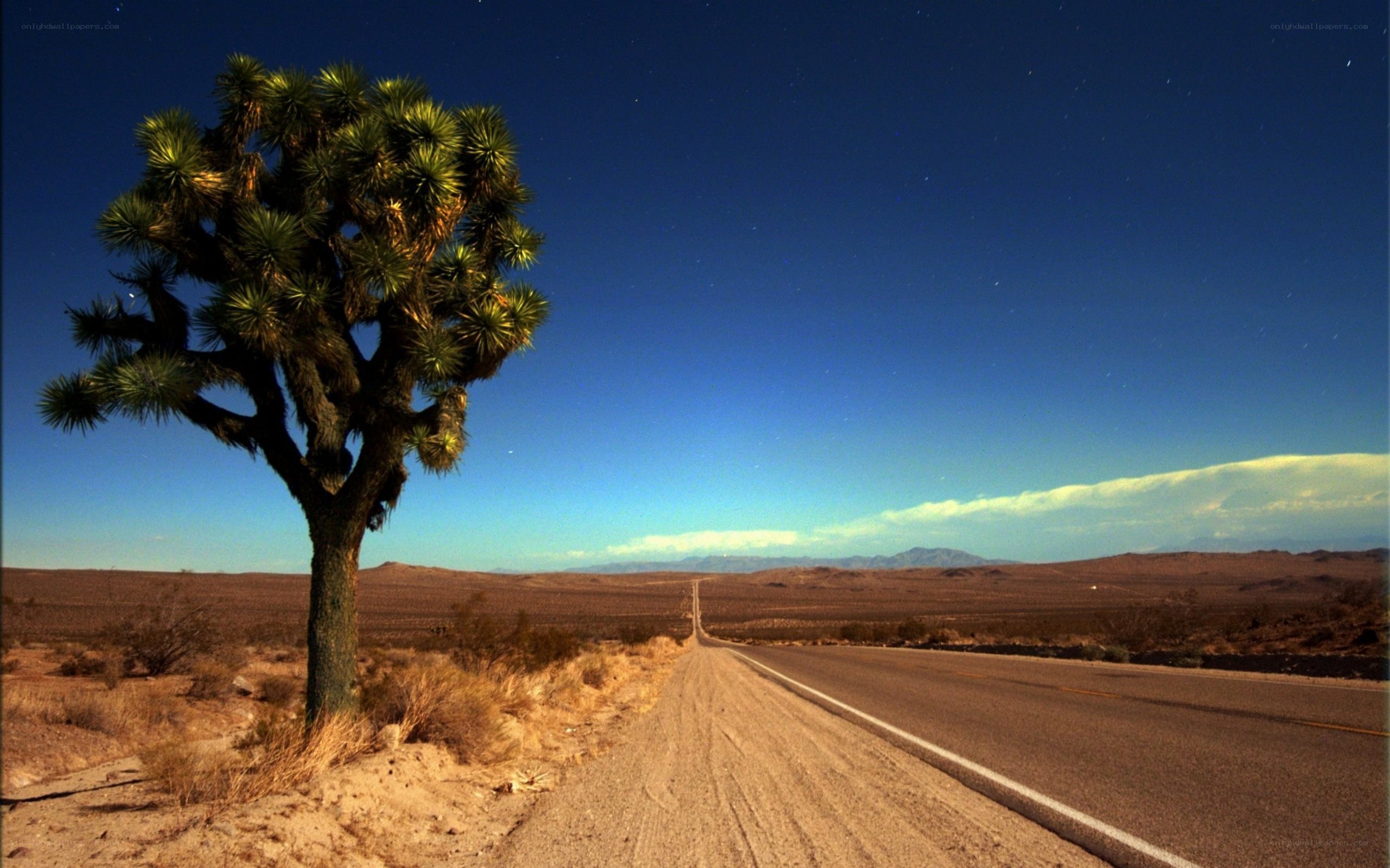 Joshua tree on desert road