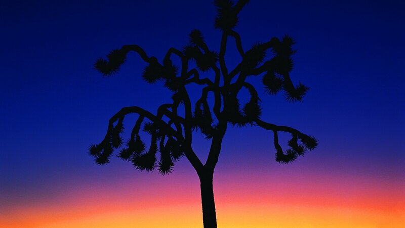 Joshua tree silhouette at sunset