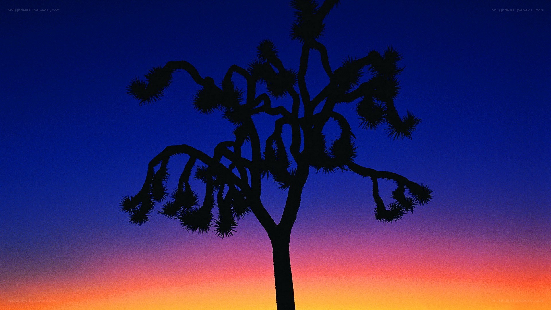 Joshua tree silhouette at sunset