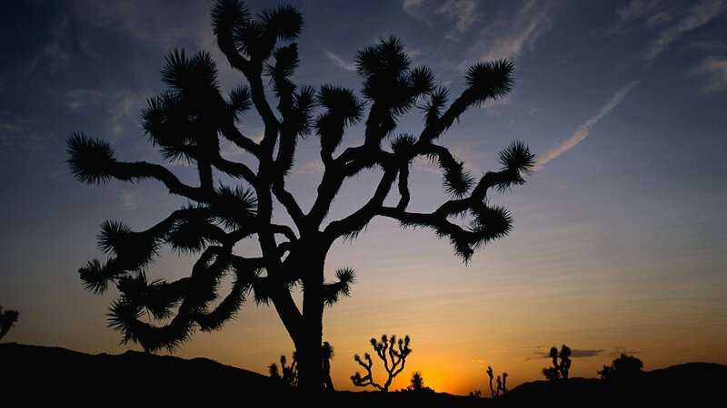 Joshua Tree Silhouette — Orange