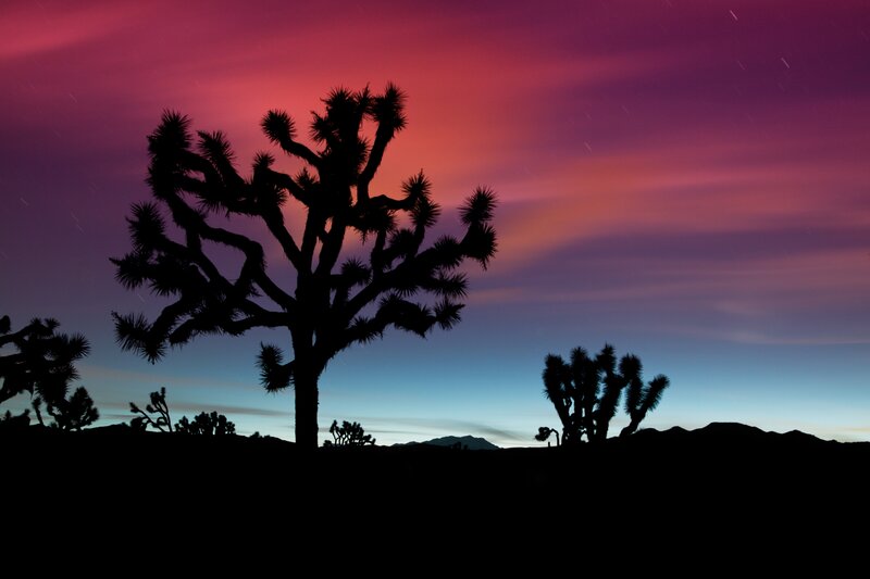Joshua Tree Silhouette — Purple