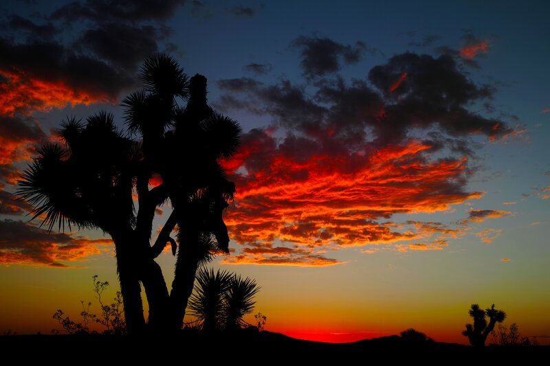 Joshua Tree Silhouette — Red