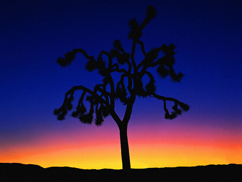 Joshua Tree Silhouette
