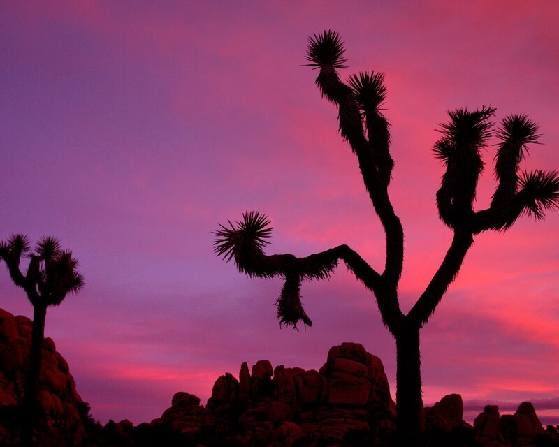 Joshua Tree Silhouettes