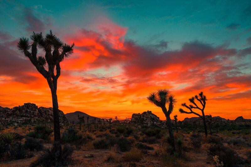 Joshua tree sunset