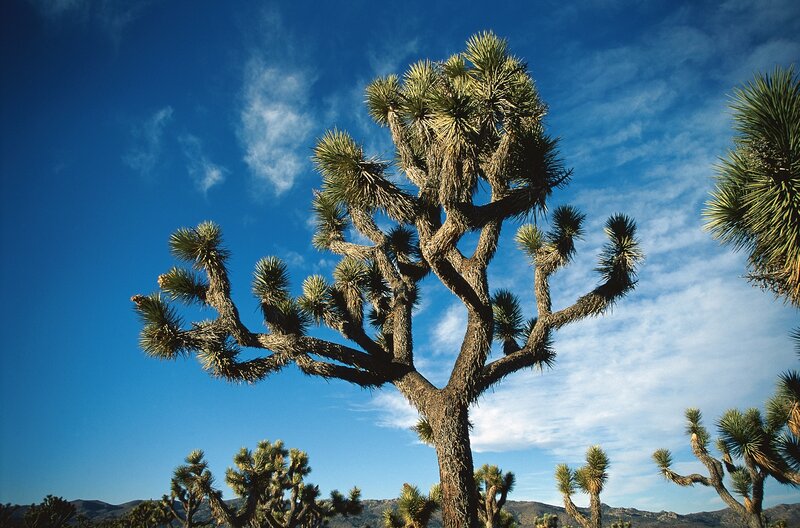 Joshua tree under blue sky