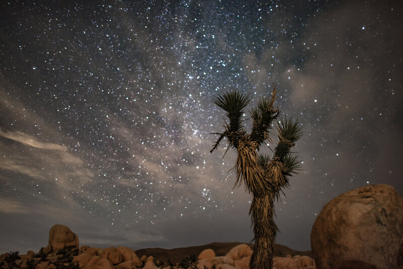 Joshua Tree under Stars — Black