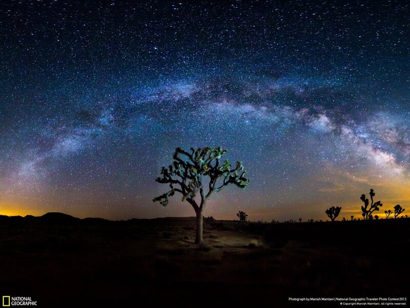 Joshua Tree under Stars — Blue