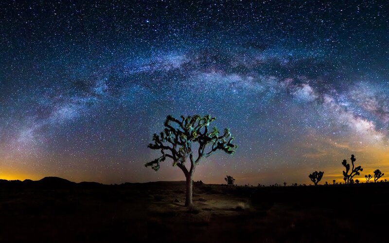 Joshua Tree under Stars