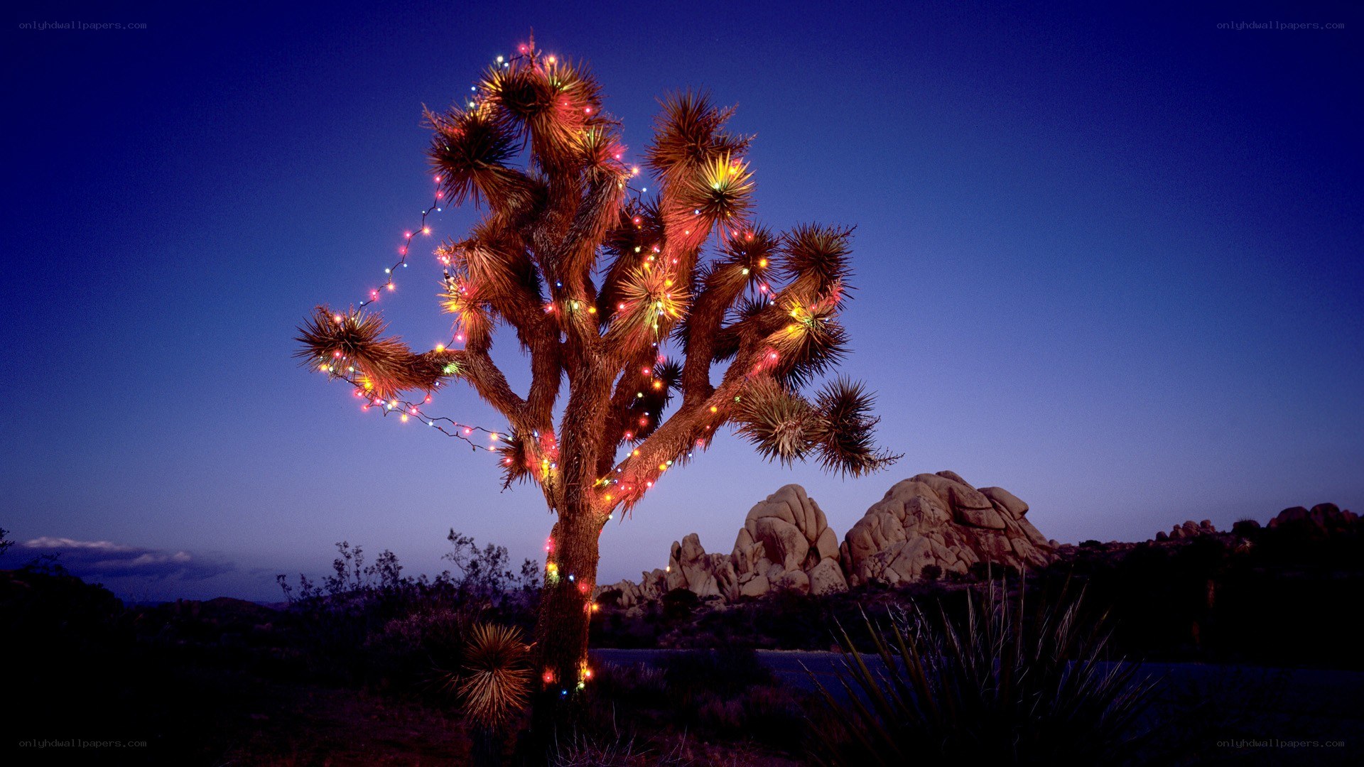 Joshua tree with lights at dusk