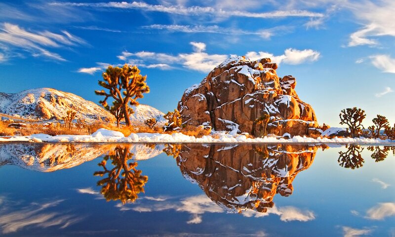 Joshua Tree with Snow — Blue, Serene