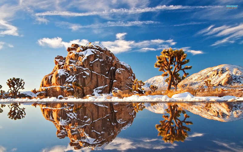 Joshua Tree with Snow — Blue