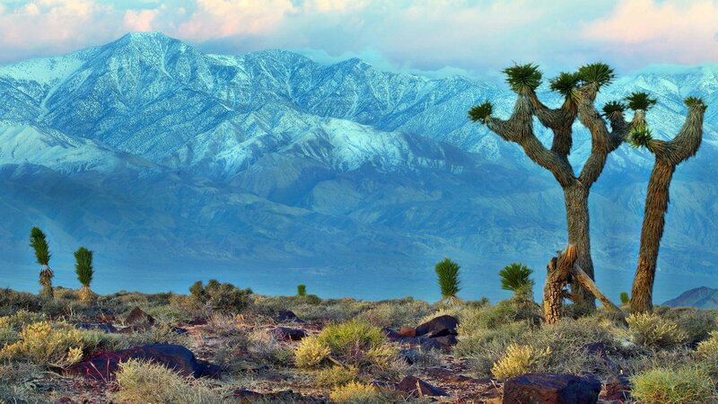 Joshua tree with snow-capped mountains