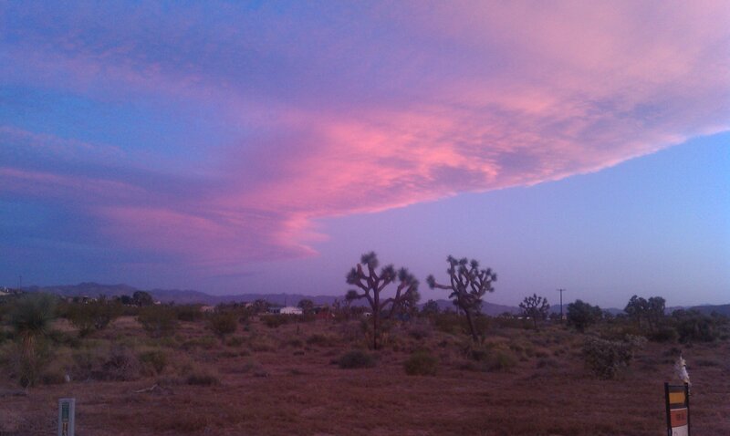Joshua Trees at Dusk — Pink
