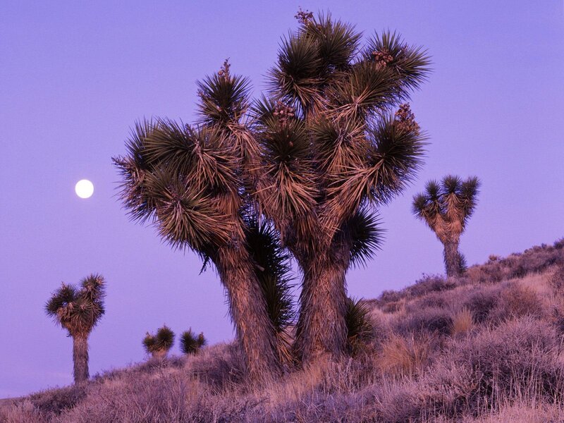 Joshua Trees at Dusk — Purple