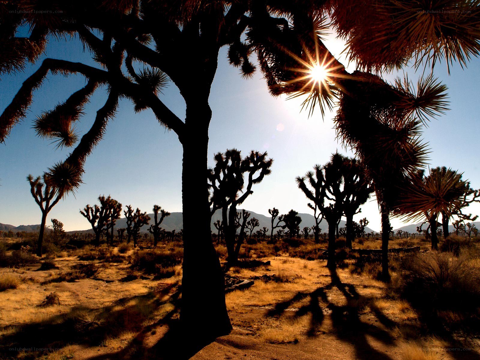Joshua trees at sunset