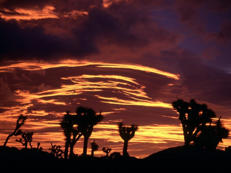 Joshua trees at sunset