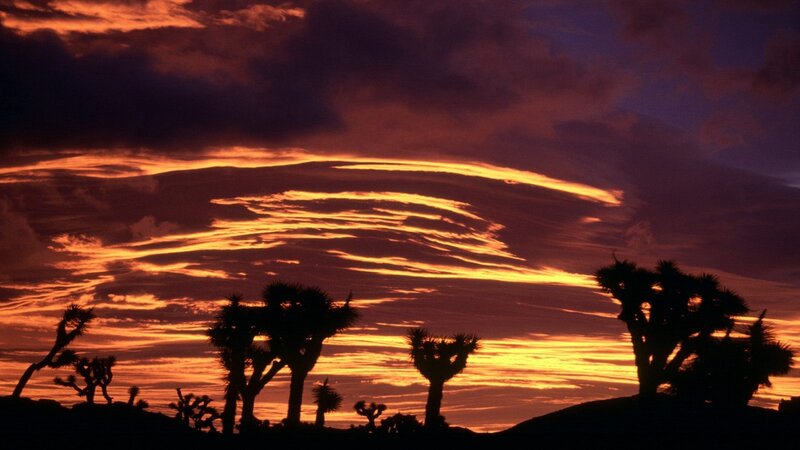 Joshua trees at sunset