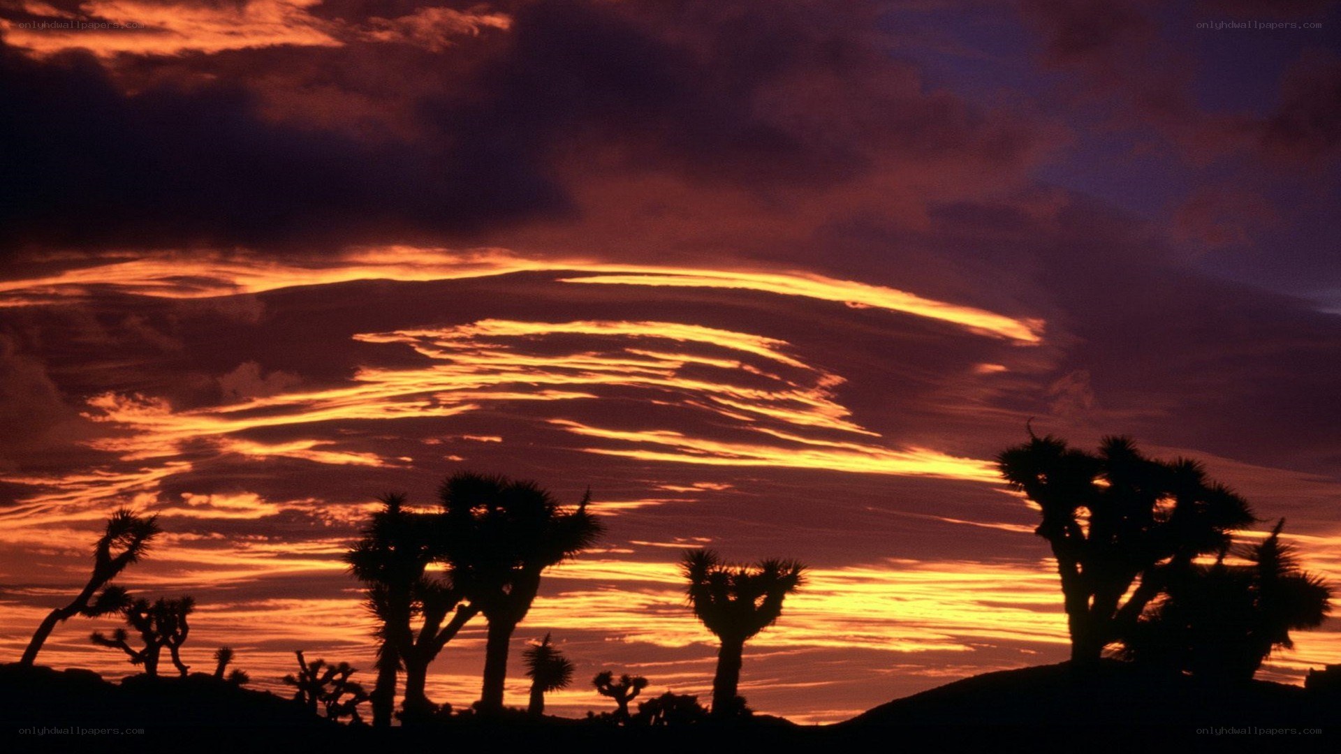 Joshua trees at sunset