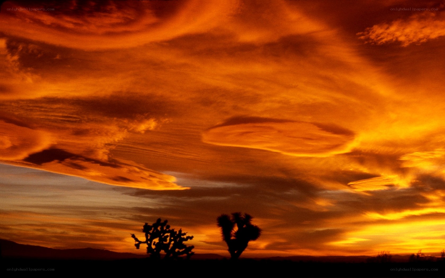 Joshua trees at sunset