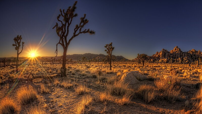 Joshua Trees at Sunset — Blue, Dramatic
