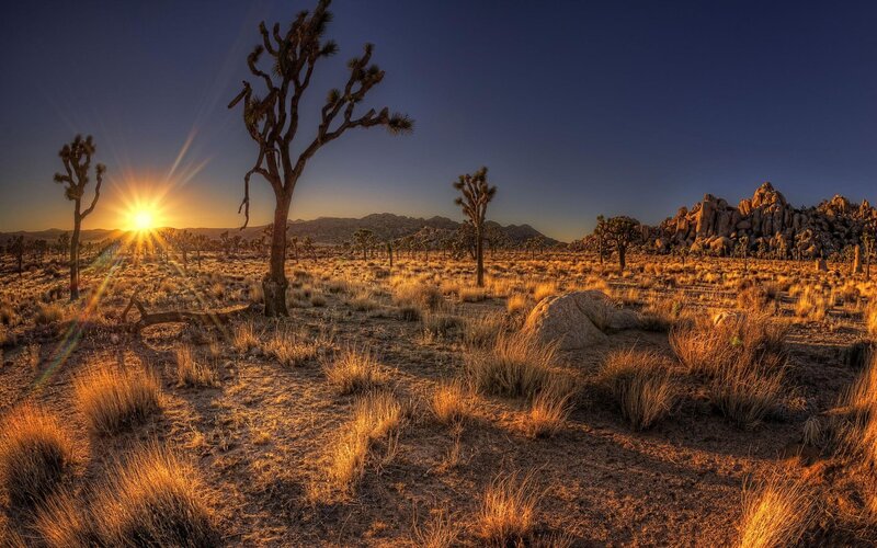Joshua Trees at Sunset — Blue