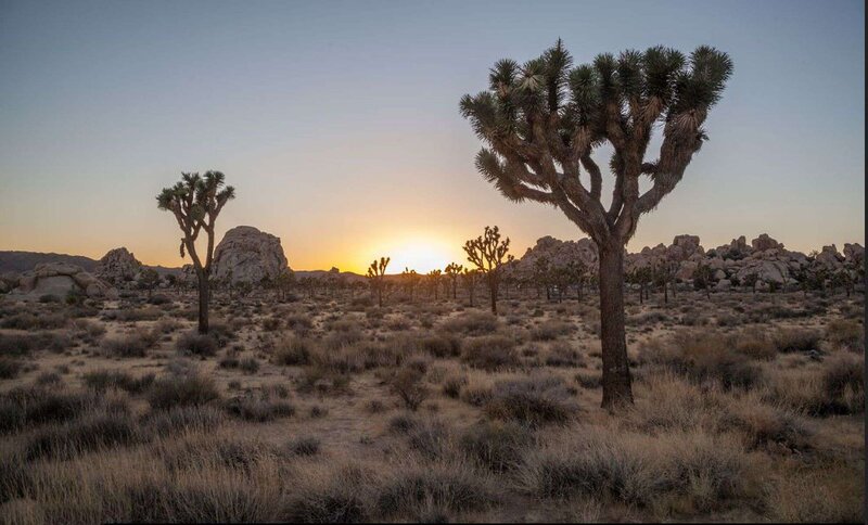 Joshua Trees at Sunset — Brown
