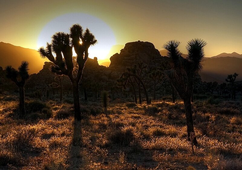 Joshua Trees at Sunset — Gold