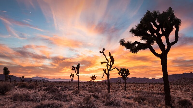 Joshua Trees at Sunset — Orange, Dramatic