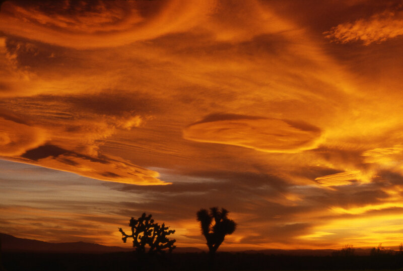 Joshua Trees at Sunset — Orange