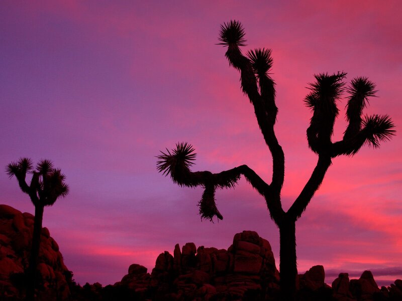 Joshua Trees at Sunset — Purple